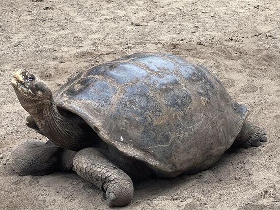 Nach dem Ausbruch des Vulkans „Cerro Azul“ im Jahr 1998  wurden Schildkröten mithilfe der ecuardorianischen Armee in Sicherheit gebracht.