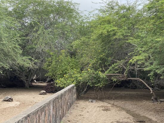 Es gibt hier 6 Arten von Riesenschildkröten