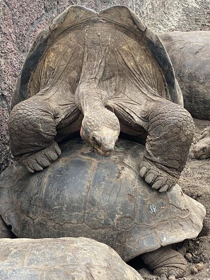 Die Schildkröten können hier bis zu 150 Jahre alt werden und 250kg schwer.