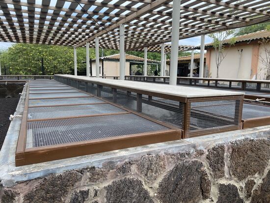 Die Jungtiere sind in den ersten 5 Jahren in freier Wildbahn besonders gefährdet.
Sie können von Kühen zertrampelt, von Ratten oder Schweinen gefressen werden. Auch Ameisen sind eine Gefahr für die Kleinen.