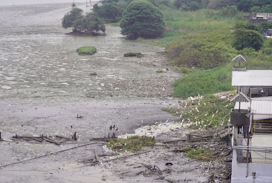 Hier ist eine Fischfabrik und Unmengen an Vögeln haben sich hier versammelt.