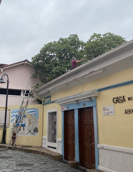 Da erntet einer Avocados von seinem Baum