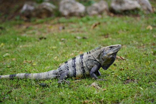 Hier sind sie wieder: meine Freunde