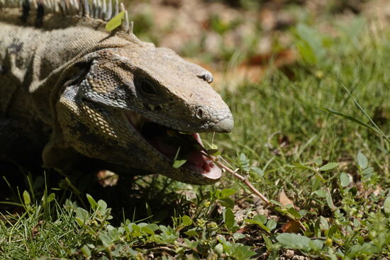 Der mampft gerade…