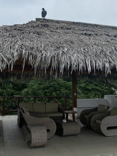 …und diese häßlichen auf dem Dach des Hochsitzes…