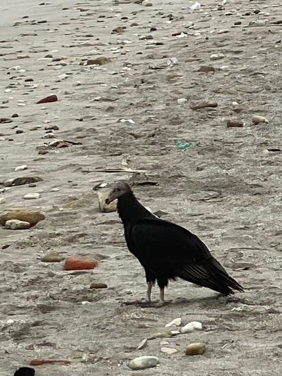 Diese häßlichen Vögel kennen wir ja schon vom Amazonas