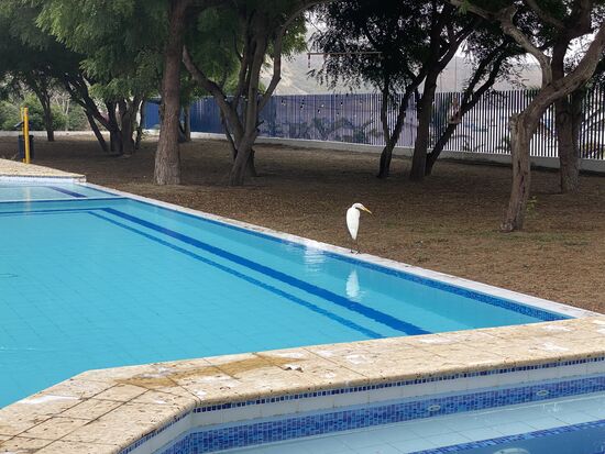Wie auf den Galapagos sind auch hier Vögel am Pool…