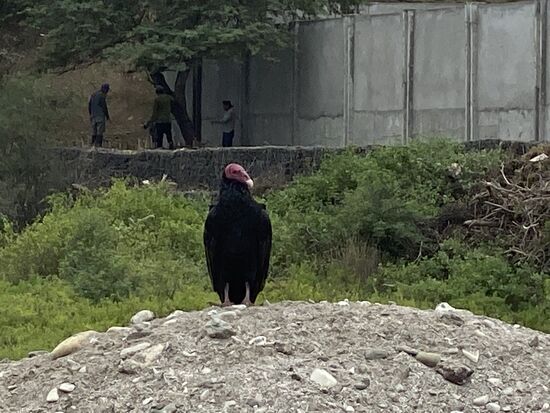 Überall diese häßlichen Vögel, die sich auf die Fische stürzen