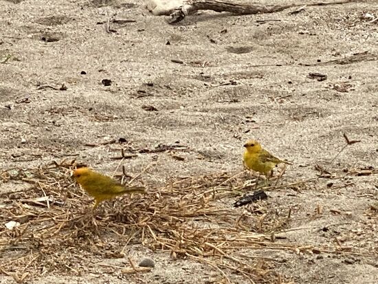 hübsche gelbe Vögel am Strand