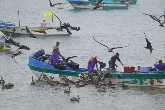 Es ist lustig anzuschauen, wie die Pelikane sich auf die Fische im Boot stürzen und ihre Hälse verbiegen
