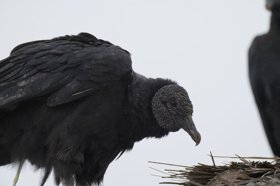 Die „Häßlichen“ von nahem