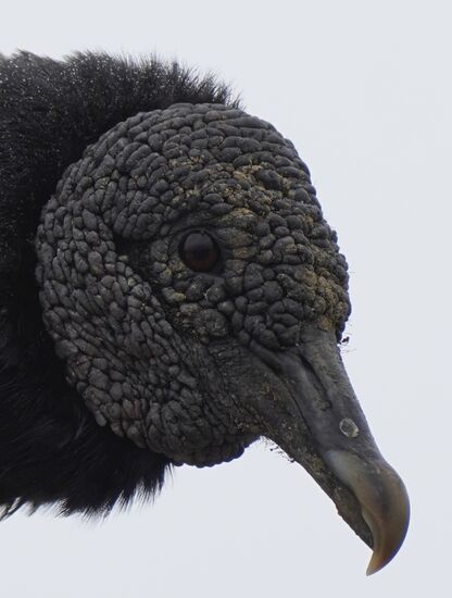 Gruselig sehen sie aus….