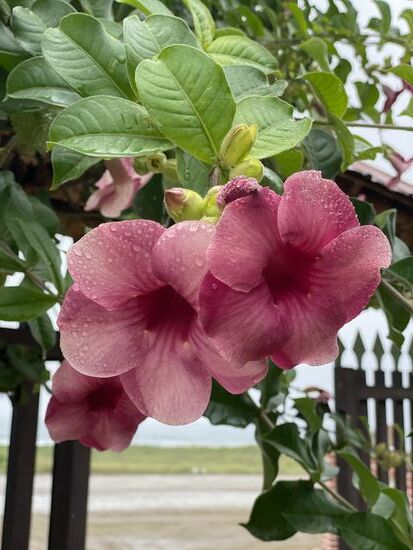 Eine schöne Blume unterwegs….