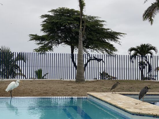 Ein Weibchen gesellt sich dazu und noch ein großer weißer Vogel schleicht auch heran