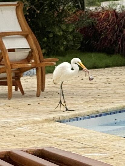 Dann noch einer, der einen Fisch im Schnabel hat mit dem er zu kämpfen hat—ein anderer will ihm den wegnehmen und ein kleiner Kampf entsteht, bis er ihn schließlich hinunterwürgt. Ich staune, wie der Fisch durch diesen dünnen Hals passt