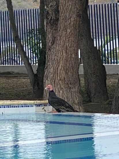 Da ist wieder einer der hässlichen Vögel