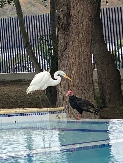 Ich wollte eigentlich lesen, aber es ist zu interessant, die Vögel zu beobachten