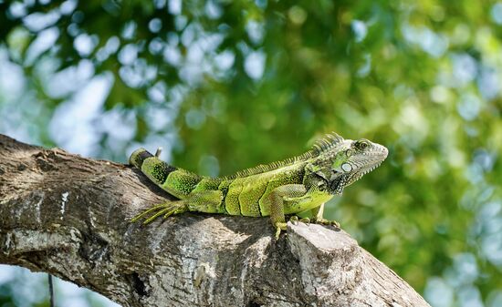 Grüne, die dann die Bäume hochklettern…