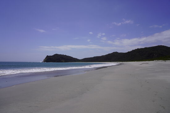 Hunderte von Krabben eilen vom Wasser an Land und wieder ins Wasser