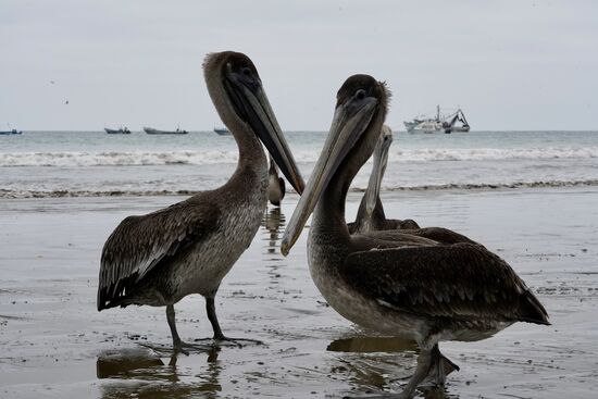 Wieder die Pelikane, die auch geduldig warten…