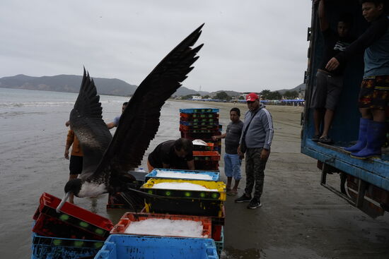 Komische schwarze Möwen gibt es hier