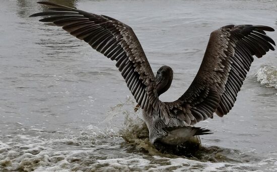 Angeflogen und abgebremst….