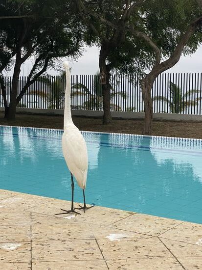 Der stolziert auf und ab—ein sehr hübscher Kerl!