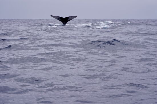 Das ist das Foto, von dem wir geträumt haben! Das wäre nur noch von einem Wal-Salto zu toppen—aber den haben wir nicht gesehen