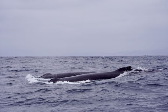 Es dauert nicht lange und dann sehen wir sehr viele Wale!