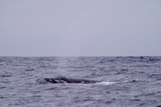 Sie tauchen einmal sogar unter unserem Boot durch!