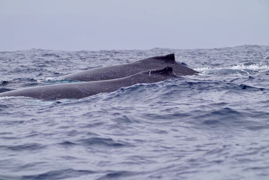 Sie blasen Wasserfontänen in die Luft und grunzen—dieses Grunzen erzeugt bei mir Gänsehaut….