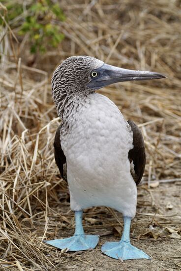 Ich bin immer wieder fasziniert von diesen stechenden Augen