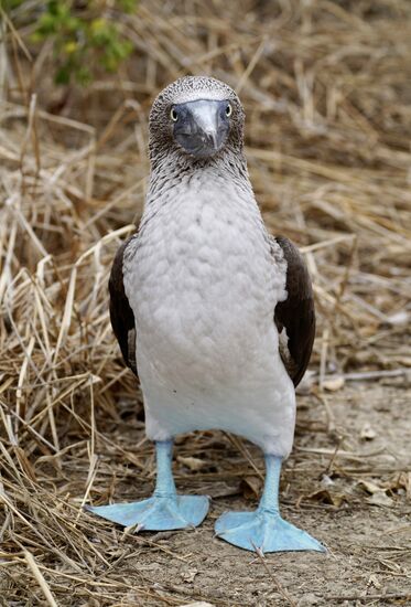 Sie schauen SO lieb—irgendwie erinnern sie an Pinguine