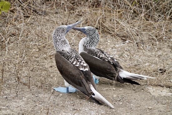 Die beiden schnäbeln—sind wohl frisch verliebt