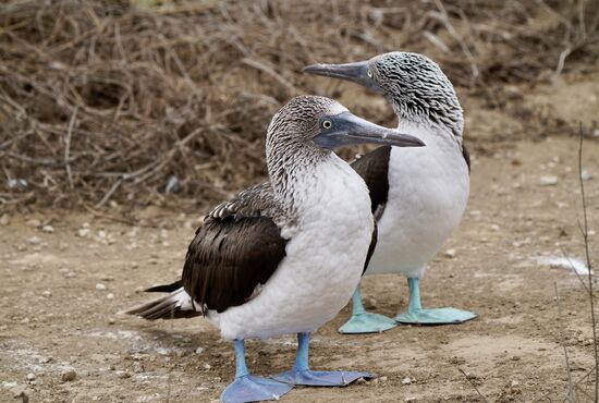 Hier sieht man deutlich den Unterschied der Füße: türkis ist der jüngere und der ältere hat ein schönes knalliges blau
