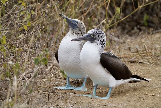 Ich finde es SO drollig, wenn sie watscheln—wie ein Mensch mit Schwimmflossen, so ungeschickt 