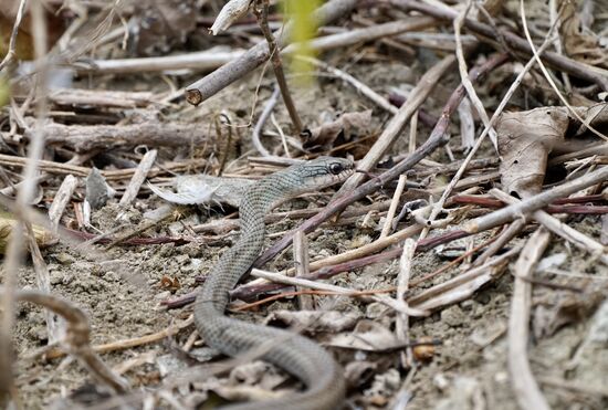 Die entdeckt unser Guide auf dem Rückweg auch noch im Gebüsch