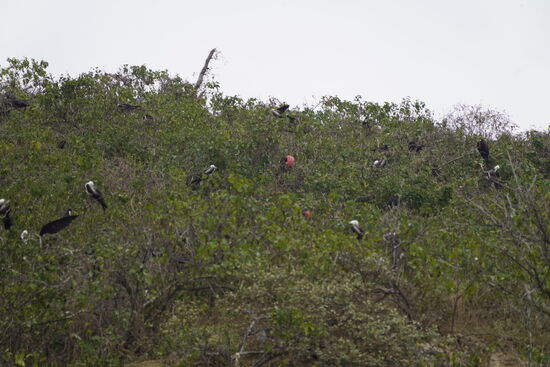 Von weitem auch die Fregattenvögel mit ihrer roten Brust—sie nisten dort am Felsen