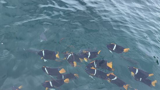 Unmengen schöner Fische gibt es hier zu sehen—und Schildkröten!!