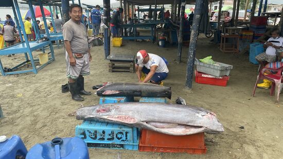 Zurück am Hafen erwarten uns besondere Ereignisse: die Fischer sind zurückgekehrt, mit riesigen Fängen! Mit riesigen Fischen!