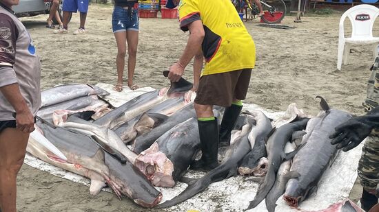 Die Messer werden gewetzt, die Flossen abgetrennt und die Fische zerteilt
