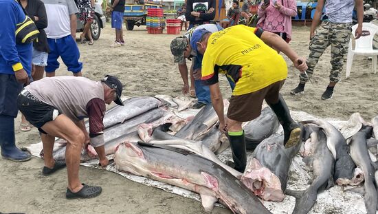 Ringsum stehen Käufer, machen Notizen und schleppen die Fische weg—die riesig-großen sind Merlin und die etwas kleineren Thunfische