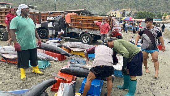 Die Fische werden zerteilt und gewogen