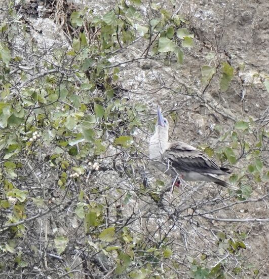 Dann erwischen wir in der Entfernung doch noch einen der sehr seltenen Rotfußtölpel. Etwas unscharf, aber man erkennt die roten Füße. 