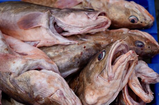 Der Fisch ist hier so frisch, „dass man sich mit ihm noch unterhalten kann.“