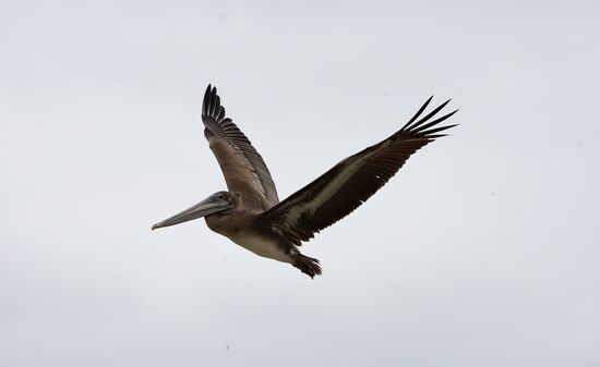 Für die Vögel hier, ist es das reine Paradies. Jeden Tag frischen Fisch