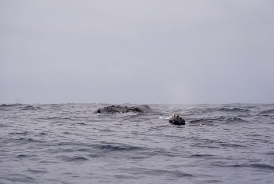Hier hat Thomas den Kopf erwischt—in der Vergrößerung erkennt man die vielen Muscheln, die dort verwachsen sind