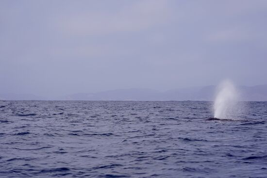 An den Fontänen sieht man, wenn sich wieder einer annähert!