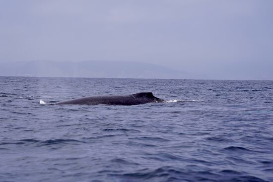 Und natürlich das Grunzen, was bei mir Gänsehaut verursacht