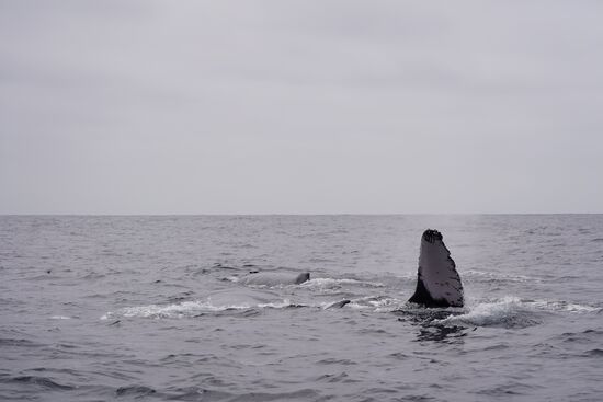 Wir hüpfen von einer Seite des Bootes zur anderen—je nachdem wo die Wale auftauchen-die jüngeren Leute gehen nach vorn oder ganz nach oben aufs Oberdeck-das trauen wir uns nicht